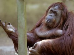 Orangutan v Zoo Buenos Aires