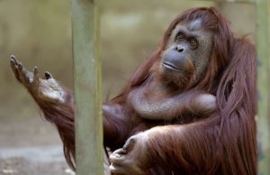 Orangutan v Zoo Buenos Aires