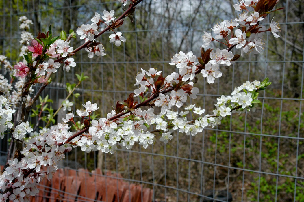 sam_van_aken_blossoms_kuban-1052x700