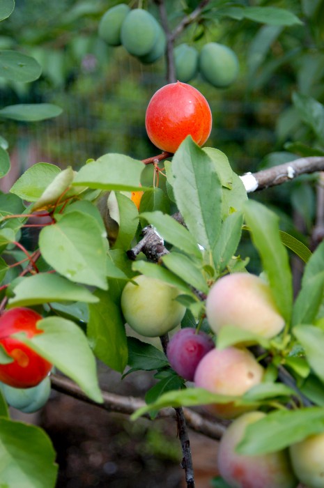 sam_van_aken_harvest_2013_04-465x700